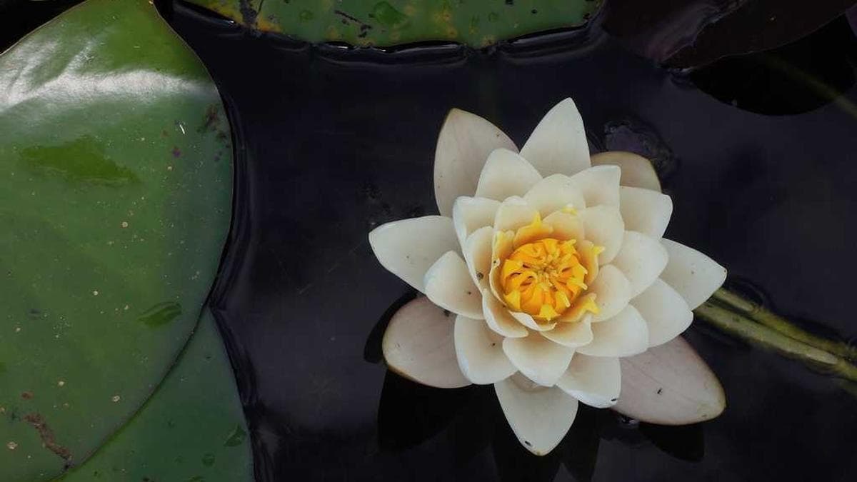 Priya & Rahul's Wedding