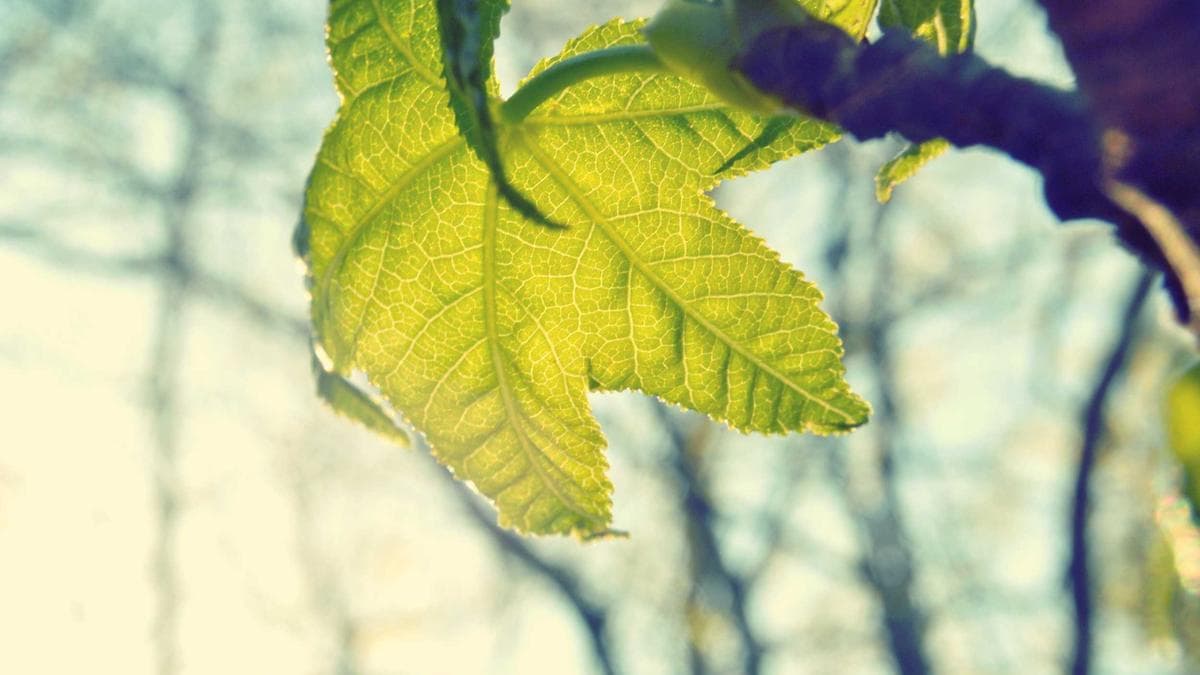 The Grand Imperial Palace